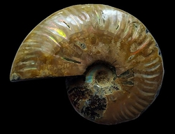 Ammonite Fossil  - cca 11x8 cm 