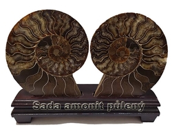 Ammonitenfossil. Beide Hälften und Ausstellungsständer 17,5 x 14,5 cm