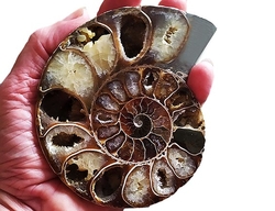Ammonitenfossil (halb)2 – Madagaskar – ca. 12 x 10 cm