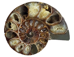 Ammonitenfossil (halb)2 – Madagaskar – ca. 12 x 10 cm