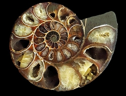 Ammonite Fossil (Half) - Madagascar - cca 12x10 cm 