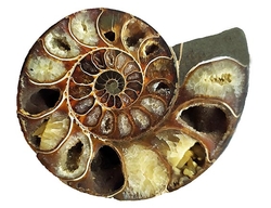Ammonite Fossil (Half) - Madagascar - cca 12x10 cm 