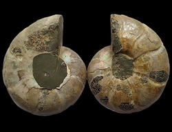 Ammonite Fossil Both halves  - Madagascar - cca 12x10 cm 