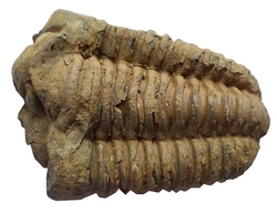 Trilobit-Fossil aus der Devon-Ära aus Marokko cca 9x6cm