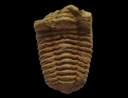 Trilobit-Fossil aus der Devon-Ära aus Marokko cca 9x6cm