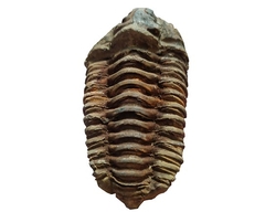 Trilobit-Fossil aus der Devon-Ära aus Marokko 8x5cm