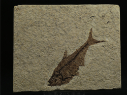 Zkamenělá ryba 11 x 9 x 1 cm Green River, Wyoming, USA
