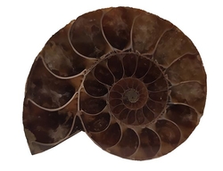 Ammonite Fossil (Half) - Madagascar cca 5 x 4cm
