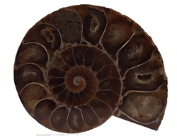 Ammonite Fossil (Half) - Madagascar cca 5 x 4,4cm