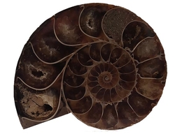 Ammonitenfossil (halb) – Madagaskar ca. 5 x 4,5 cm