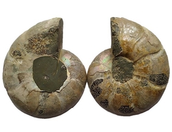  Amonit fosilie  pár - cca 12x10 cm 