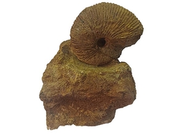 Ammonite Fossil-cca 675 g