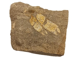 Rakovci - klepítka fosílie na podloží - 6x5 cm