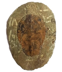 Trilobit- Cambropallas telesto - cca 1116 g - 22x16x1 cm