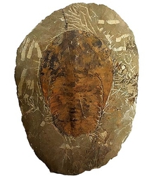 Trilobit – Cambropallas telesto – ca. 1116 g