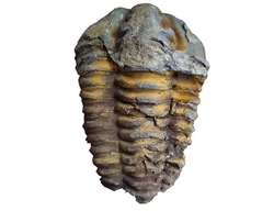 Devonian Era Trilobite Fossil From Morocco - cca 8x6cm 