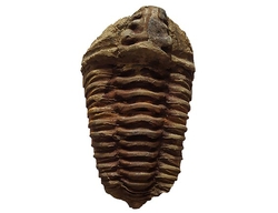 Trilobit-Fossil aus der Devon-Ära aus Marokko 8x5cm