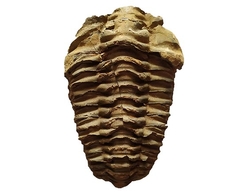Trilobit-Fossil aus der Devon-Ära aus Marokko 8x5,5cm