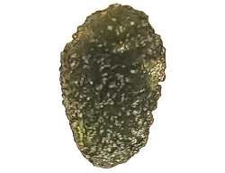 Vltavín - cca 3,14 g - 2,2x1,4x1 cm Vrábče tmavší zeleň