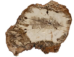 Versteinertes Holz cca 360 g - 13x11x1,5 cm