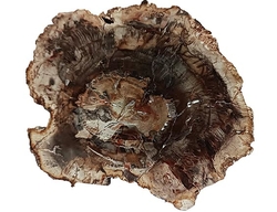 Petrified Wood (Araucaria) - Madagascar cca 480 g - 16x13x1,5 cm