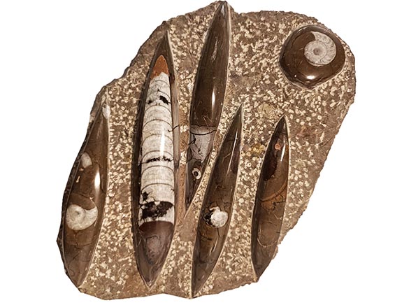 ORTHOCERAS + AMONIT fosilie deska - cca 2609 g