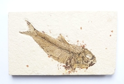 Zkamenělá ryba 12,5 x 7,3 x 1,3 cm Green River, Wyoming, USA