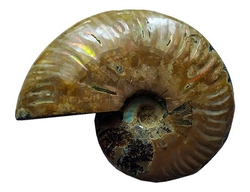 Ammonite Fossil  - cca 11x8 cm 