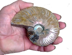 Ammonite Fossil  - cca 11x8 cm 