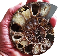 Ammonite Fossil Both halves  - Madagascar - cca 12x10 cm 