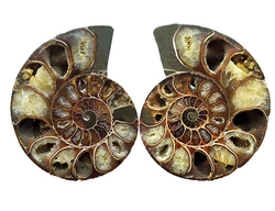 Ammonite Fossil Both halves  - Madagascar - cca 12x10 cm 