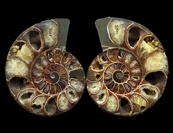 Ammonitenfossil, beide Hälften – Madagaskar – ca. 12 x 10 cm