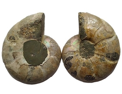 Ammonitenfossil, beide Hälften – Madagaskar – ca. 12 x 10 cm