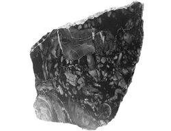 Devonský vápenec s drsnatými korály - leštěný plátek - cca 462 g