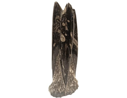 ORTHOCERAS fosilie - cca 14 x 7 cm