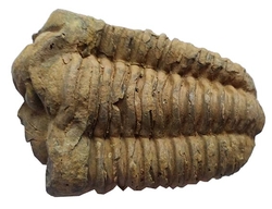  Trilobit-Fossil aus der Devon-Ära aus Marokko cca 9x6cm