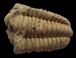  Trilobit-Fossil aus der Devon-Ära aus Marokko cca 9x6cm