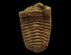  Trilobit-Fossil aus der Devon-Ära aus Marokko cca 9x6cm