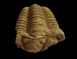  Trilobit-Fossil aus der Devon-Ära aus Marokko cca 9x6cm