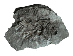 trilobitky 