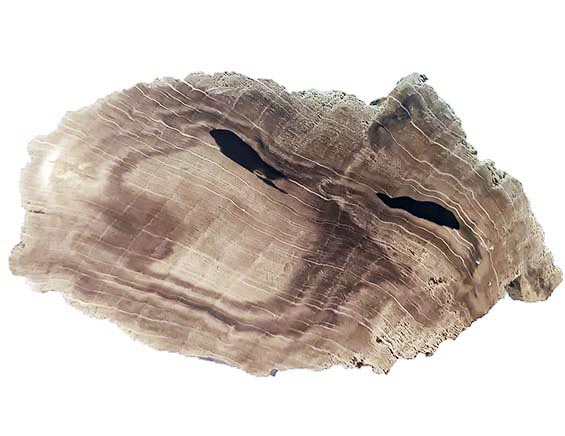 Zkamenělé dřevo - dub - 19x10x3 cm - cca 1022 g