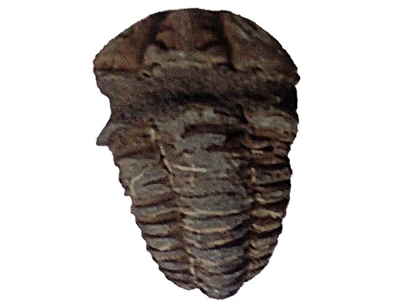Trilobit  zkamenělina Maroko 8x5cm